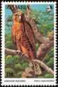 Greater Kestrel (Falco rupicoloides)